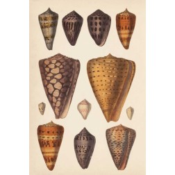 Antique Cone Shells I