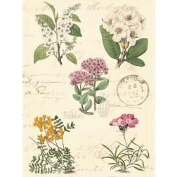 Botanical Journal II