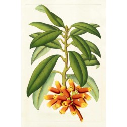 Tropical Rhododendron I