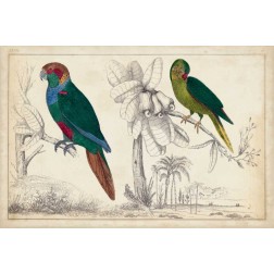 Parrot Pair I