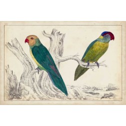 Parrot Pair II