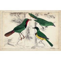 Tropical Bird Trio I