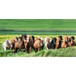 Icelandic Horses XII