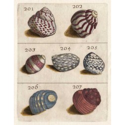 Shell Collection II