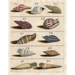 Shell Collection V