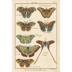 Histoire Naturelle Butterflies III