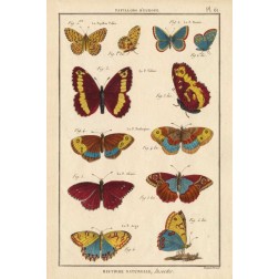 Histoire Naturelle Butterflies IV
