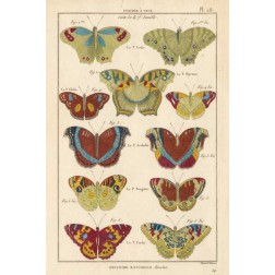 Histoire Naturelle Butterflies V
