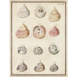 Seashell Synopsis II