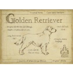 Antique Golden Retriever (ASH)