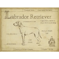 Antique Labrador Retriever (ASH)