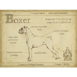 Antique Boxer (ASH)