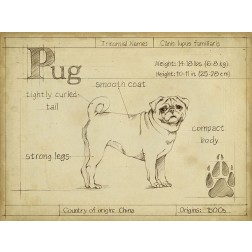 Antique Pug (ASH)