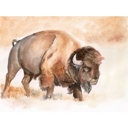 Buffalo Roam II