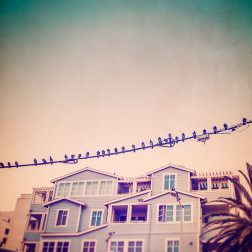 Birds on Wires I