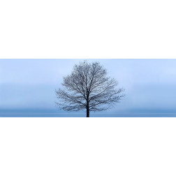 Tree Panorama VI