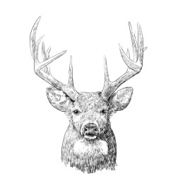 Young Buck Sketch II