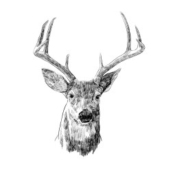 Young Buck Sketch III
