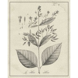 Antique Black and White Botanical II