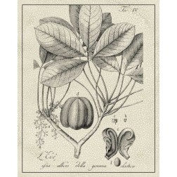 Antique Black and White Botanical VI