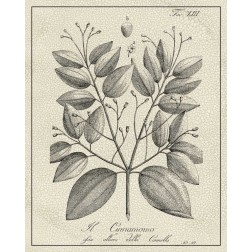 Antique Black and White Botanical VII