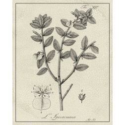 Antique Black and White Botanical VIII