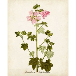 Antique Herb Botanical V