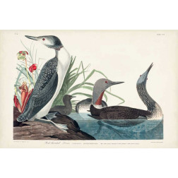 Pl 202 Red-throated Diver