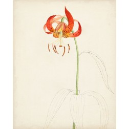 Watercolor Botanical Sketches I