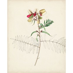 Watercolor Botanical Sketches II