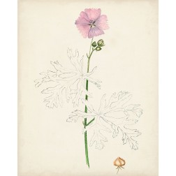 Watercolor Botanical Sketches III