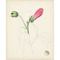 Watercolor Botanical Sketches IV
