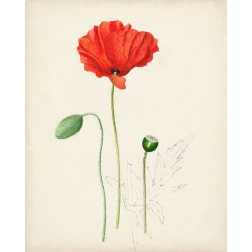Watercolor Botanical Sketches IX