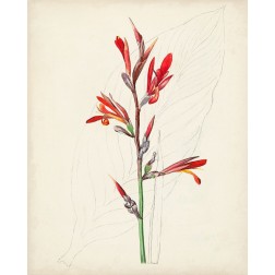 Watercolor Botanical Sketches XII