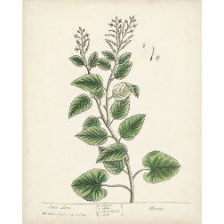 Antique Herbs III