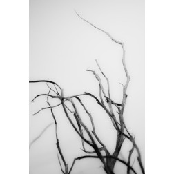 Searching Branches II