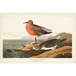 Pl. 315 Red-breasted Sandpiper