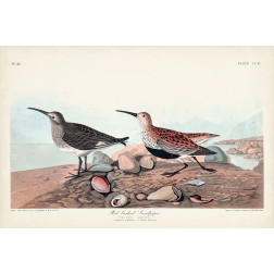 Pl. 290 Red-backed Sandpiper