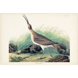 Pl. 237 Hudsonian Curlew