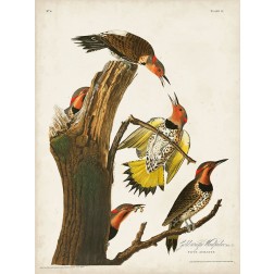 Pl. 37 Gold-winged Woodpecker