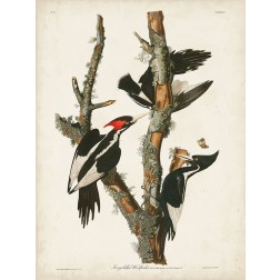 Pl. 66 Ivory-billed Woodpecker