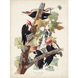 Pl. 111 Pileated Woodpecker