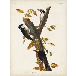 Pl. 132 Three-toed Woodpecker