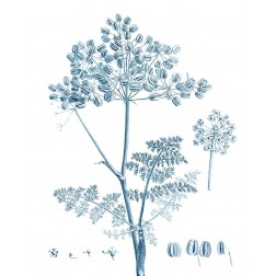 Antique Botanical in Blue VI
