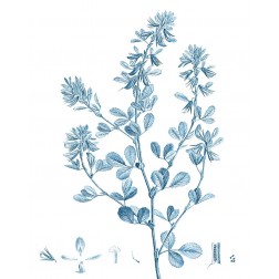 Antique Botanical in Blue VIII
