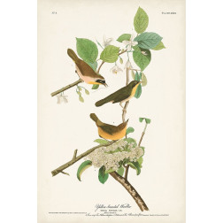 Pl. 23 Yellow-breasted Warbler