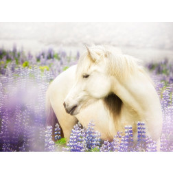 Horse in Lavender III