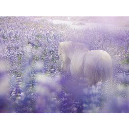 Horse in Lavender IV