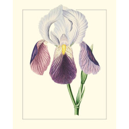 Purple Irises I