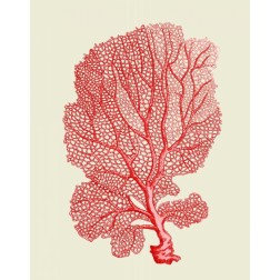 Red Corals 1 b